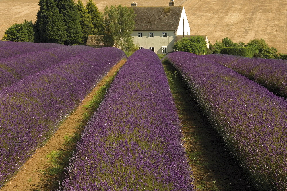 Snowshill Lavender Farm, Gloucestershire, The Cotswolds, England, United Kingdom, Europe