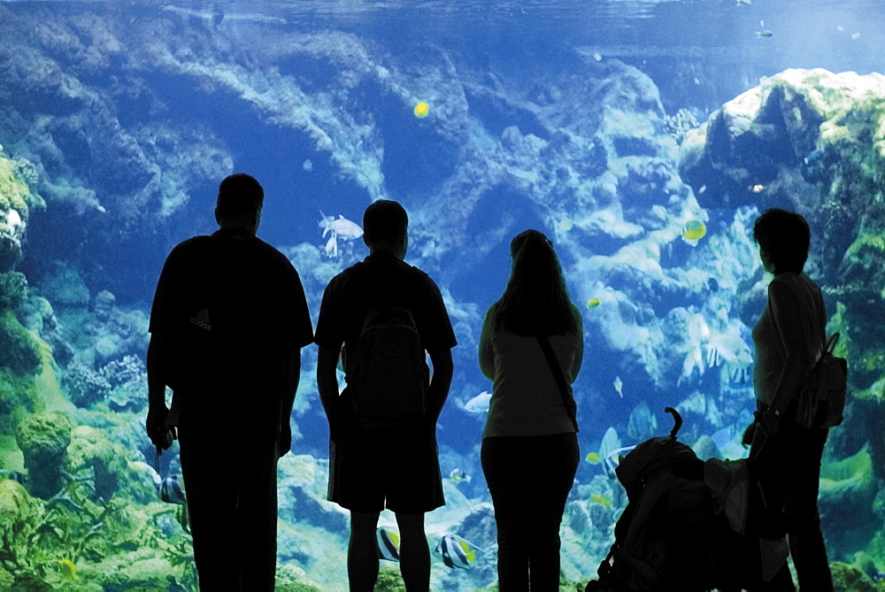 Oceanopolis Aquarium and Sea Life Centre, Brest, Finistere, Brittany, France, Europe