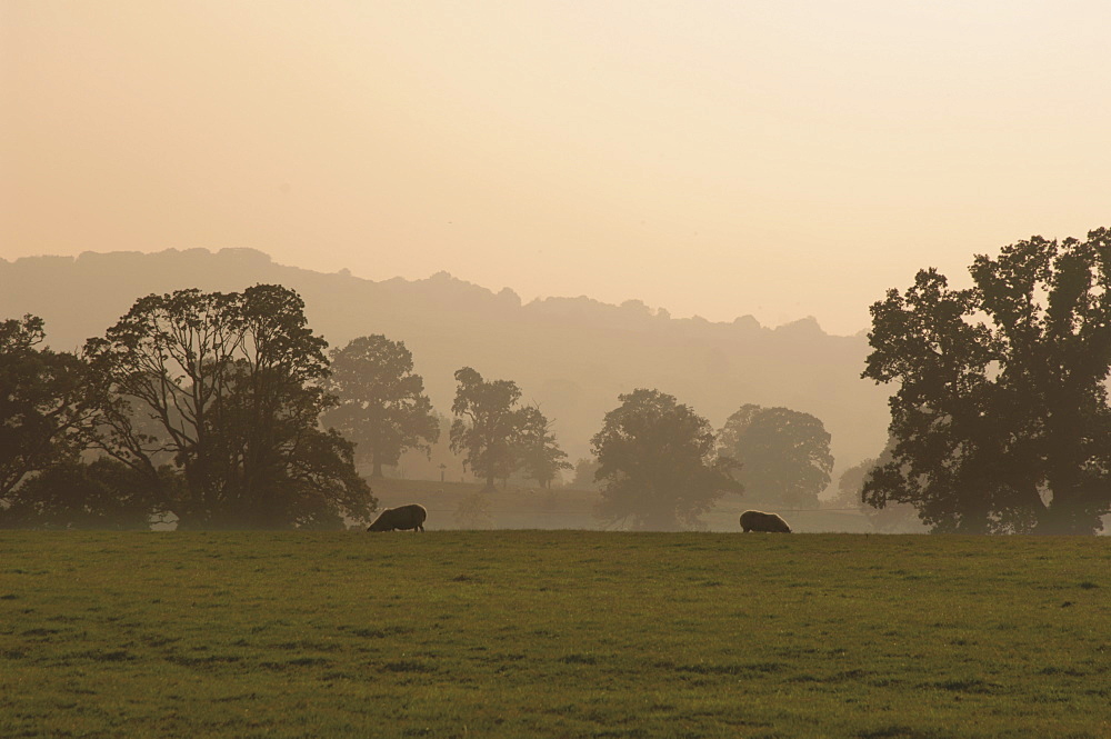 Sheep farmland seen from the Cotswold Way footpath, Stanway village, The Cotswolds, Gloucestershire, England, United Kingdom, Europe