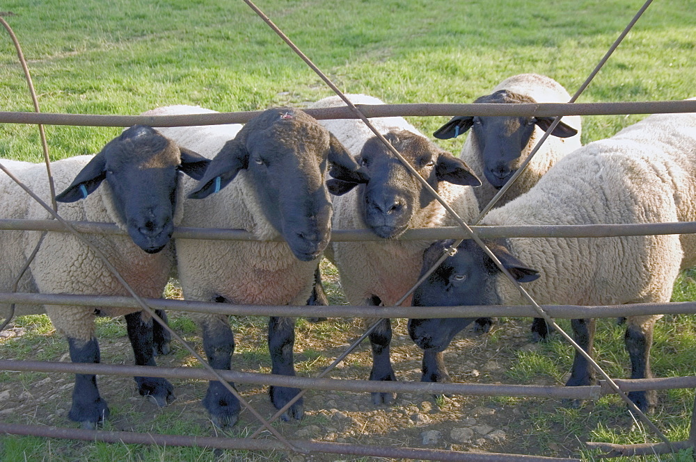 Black faced sheep looking through gate on the Cotswold Way, Stanway village, The Cotswolds, Gloucestershire, England, United Kingdom, Europe