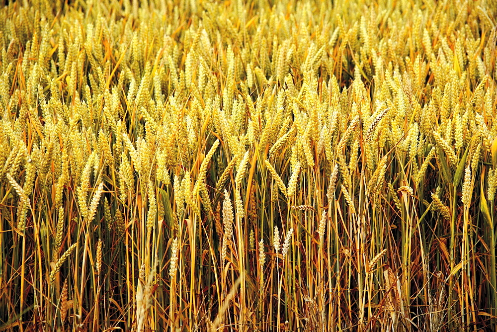 Field of wheat, Yelden (Yielden), Bedfordshire, England, United Kingdom, Europe