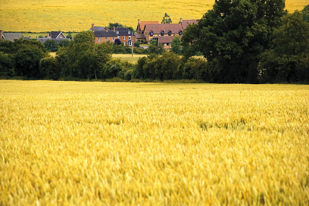 Field of wheat, Yelden (Yielden), Bedfordshire, England, United Kingdom, Europe