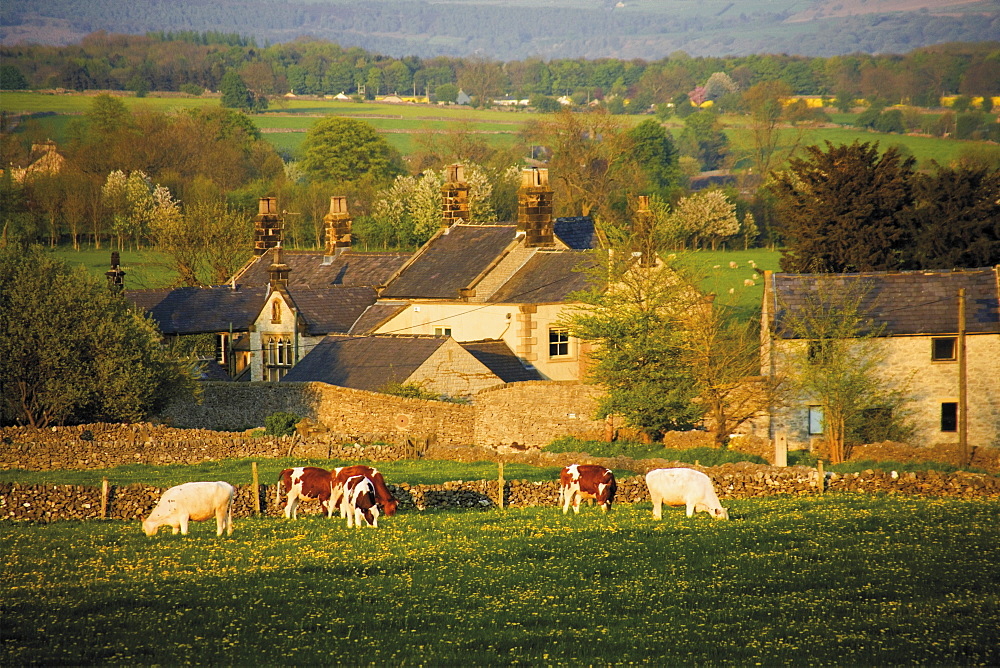 Little Longstone, Peak District National Park, Derbyshire, England, United Kingdom, Europe