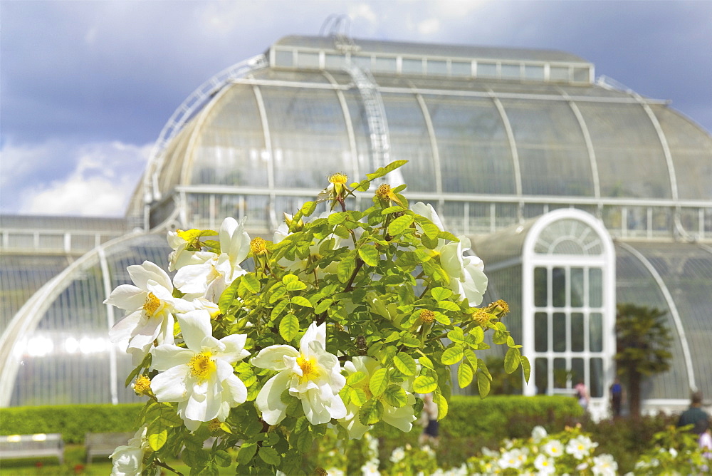 The Palm House conservatory, Royal Botanic Gardens, Kew, UNESCO World Heritage Site, London, England, United Kingdom, Europe