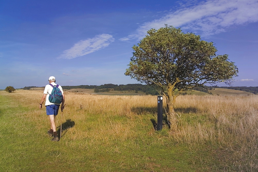 Walker, The Ridgeway Path, Pitstone Hill, The Chilterns, Buckinghamshire, England, Great Britain, United Kingdom, Europe