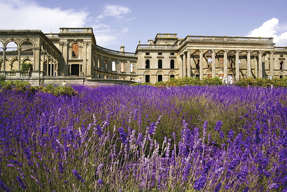 Lavender, Witley Court, Worcestershire, England, United Kingdom, Europe