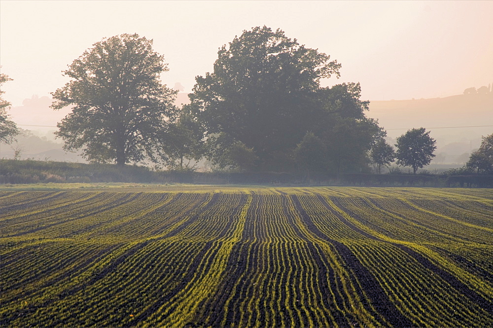 Farmland in autumn, from the Cotswold Way footpath, Stanway village, Cotswolds, Gloucstershire, England, United Kingdom, Europe