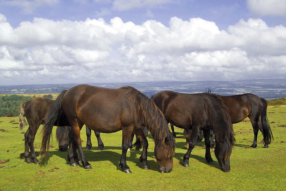 Ponies, Hay Tor, Dartmoor National Park, Devon, England, United Kingdom, Europe