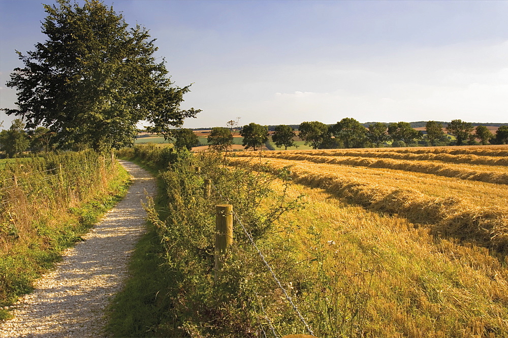 Dover Hill, Cotswold Way footpath, Gloucestershire, Cotswolds, England, United Kingdom, Europe