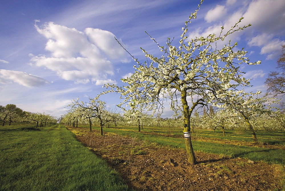 Blossom in the apple orchards in the Vale of Evesham, Worcestershire, England, United Kingdom, Europe