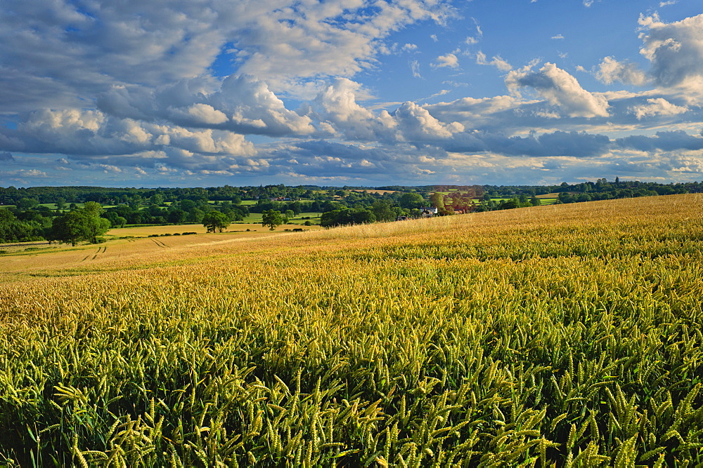 Wheatfield, Warwickshire, England, United Kingdom, Europe