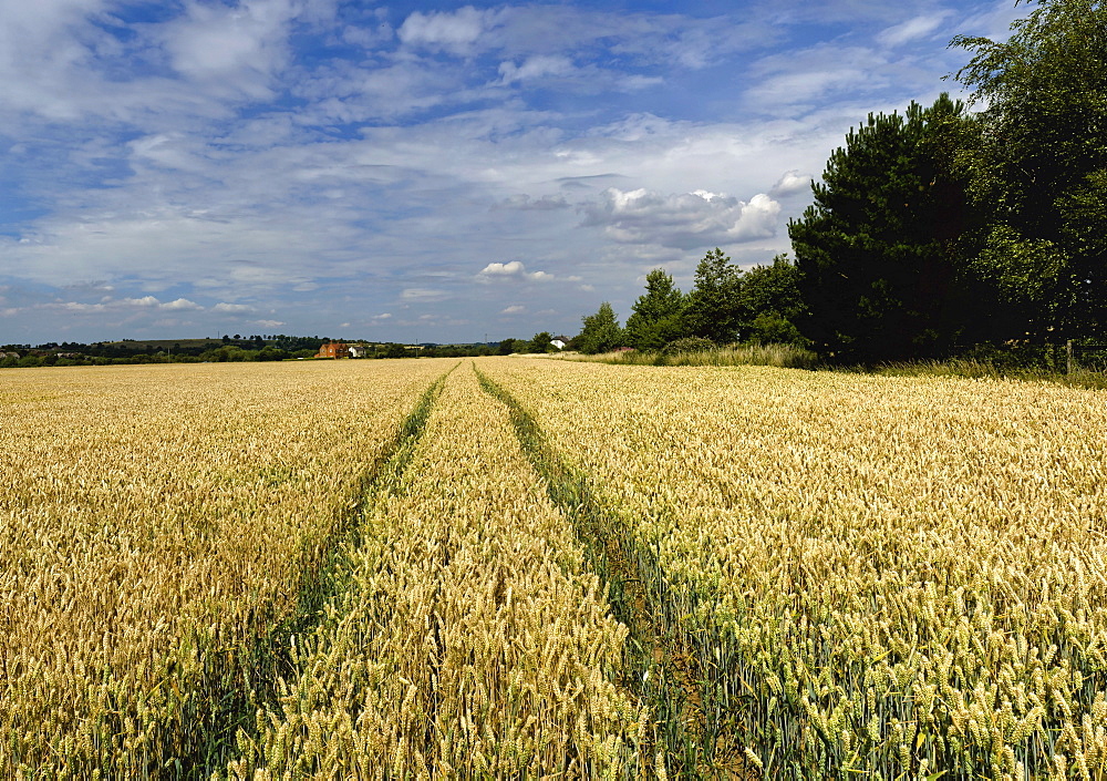 Crops growing in a field, United Kingdom, Europe