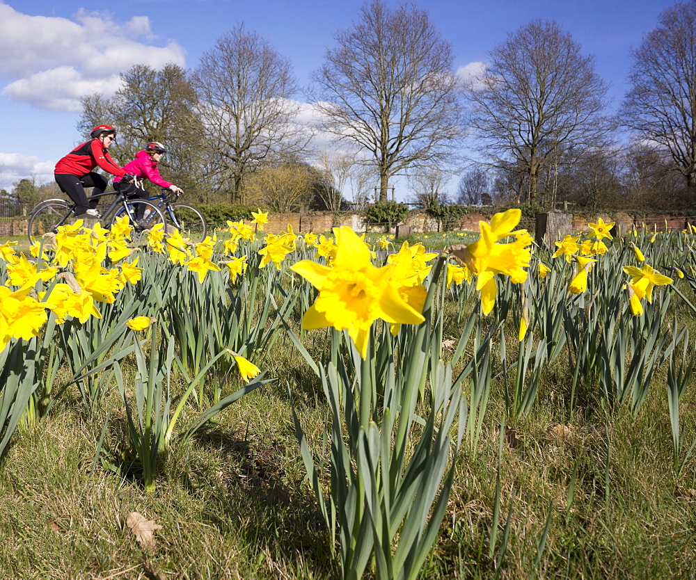 Two women cyclists and yellow daffodil wild flowers growing wild in the countryside, United Kingdom, Europe