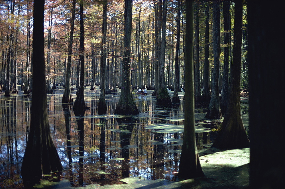 Reflections of trunks in the Cypress swamp in Cypress Gardens, North Charleston, South Carolina, United States of America, North America