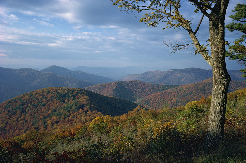 Hills near Loft Mountain in autumn in the Shenandoah National Park, Virginia, United States of America, North America