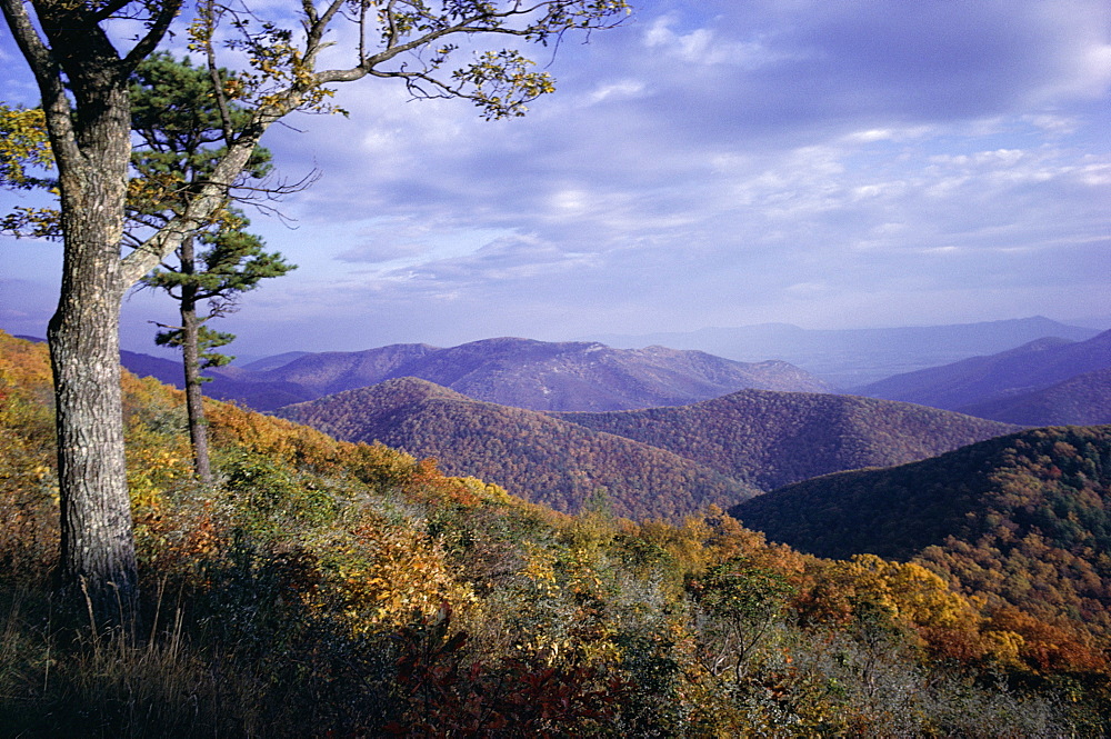 Area near Loft Mountain, Shenandoah National Park, Virginia, United States of America (U.S.A.), North America