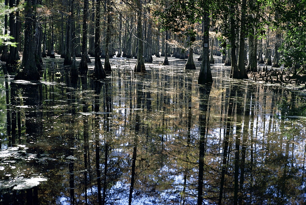 Cypress swamp, Cypress Gardens, near Charleston, South Carolina, United States of America, North America