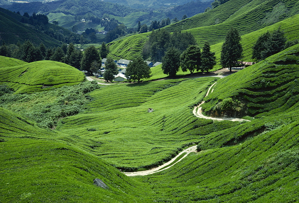 Sungai Palas Tea Estate, Cameron Highlands, Perak State, Malaysia, Southeast Asia, Asia