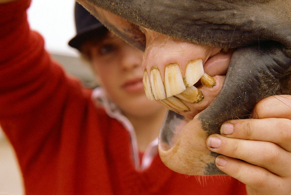 Inspecting horse's teeth, England, United Kingdom, Europe