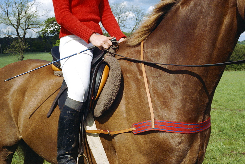 Horse with breastplate, England, United Kingdom, Europe