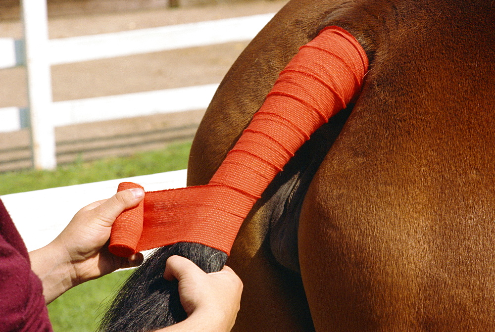 Grooming horse, England, United Kingdom, Europe