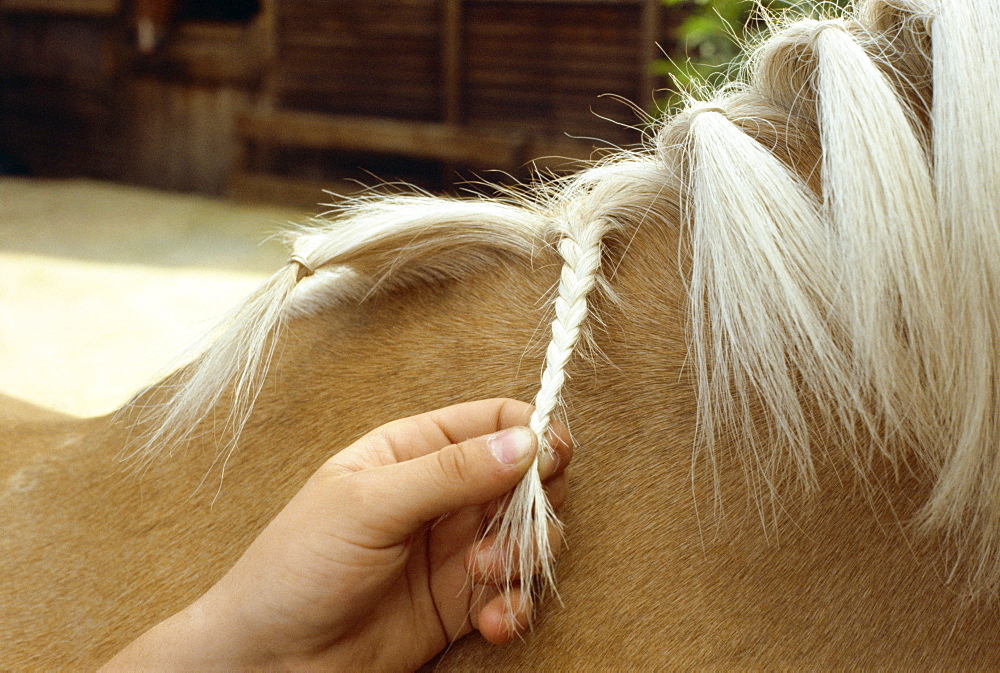 Grooming horse, England, United Kingdom, Europe