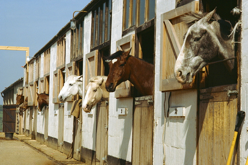 Horses in stables, England, United Kingdom, Europe