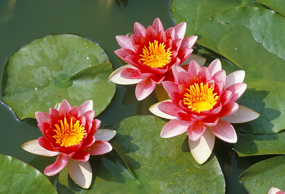 Pink water lilies