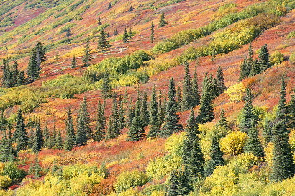 Fall colours in taiga, spruce, willow, dwarf birch and aspen, Susitna Valley, Alaska Range, Alaska, United States of America, North America