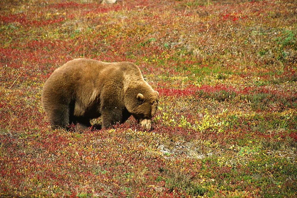 Alaskan brown bear (grizzly), grazing on tundra berries, Denali National Park, Alaska, United States of America, North America