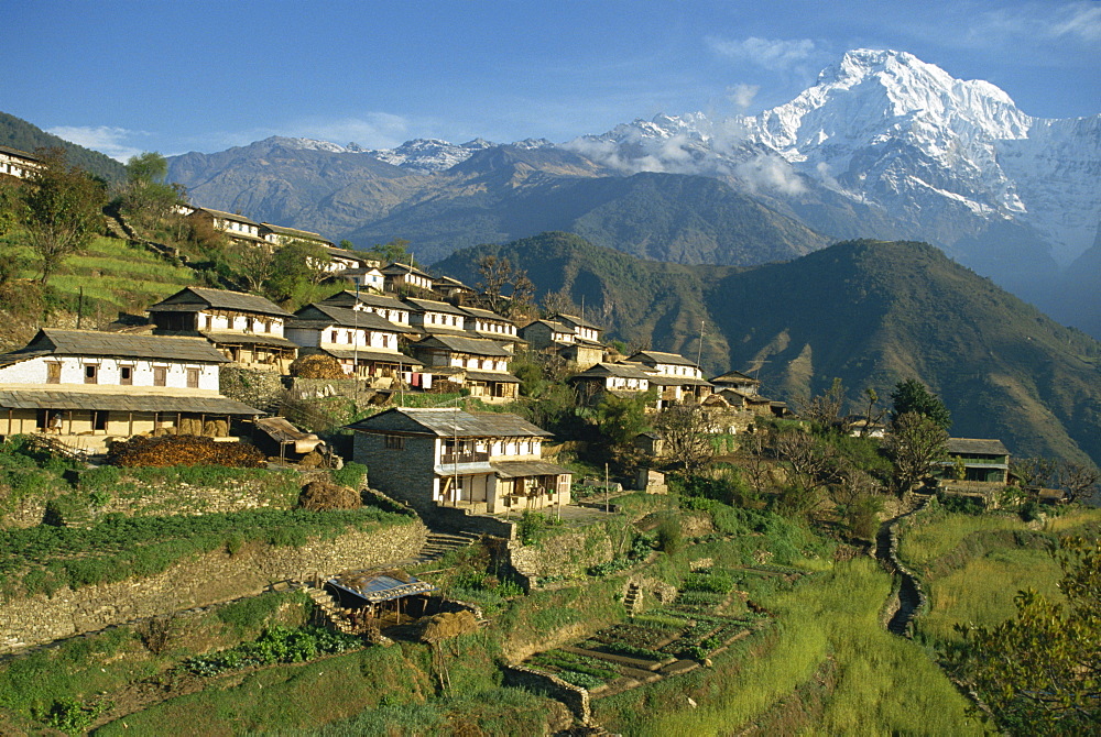 Houses and terraced fields at Gurung village, Ghandrung, with Annapurna South in the background in the Himalayas, Nepal, Asia