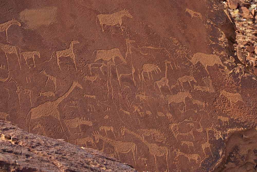 Etchings on sandstone, 6000 years old, finest rock art in Africa, Twyfelfontein, Damaraland, Namibia, Africa