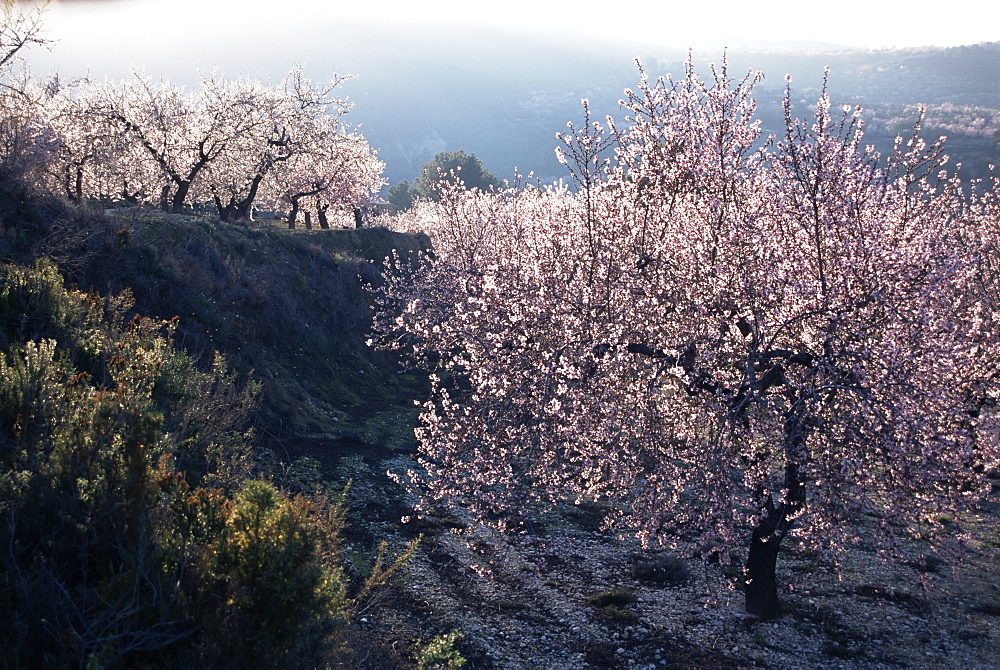 Almond blossom in spring, Costa Blanca, Valencia region, Spain, Europe