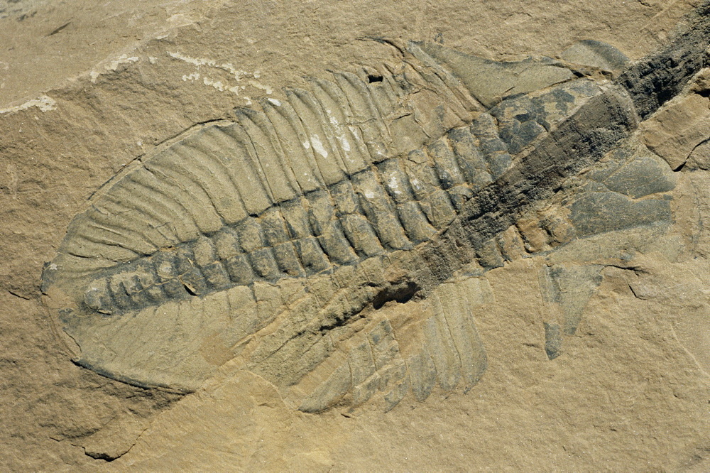 Ogygiopsis klotzi, fossil, trilobite 50mm long with small fault through it, Cambrian, Burgess Shale, Yoho, Canada, North America