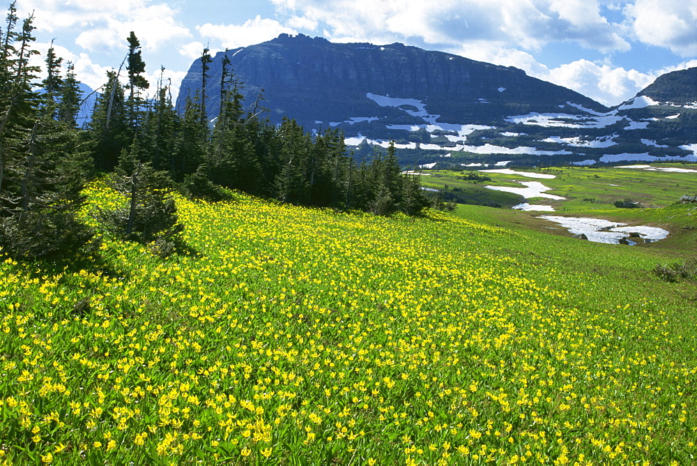 Meadow of glacier lilies, with the High Rocky Mountains behind, Glacier National Park, Montana, United States of America, North America