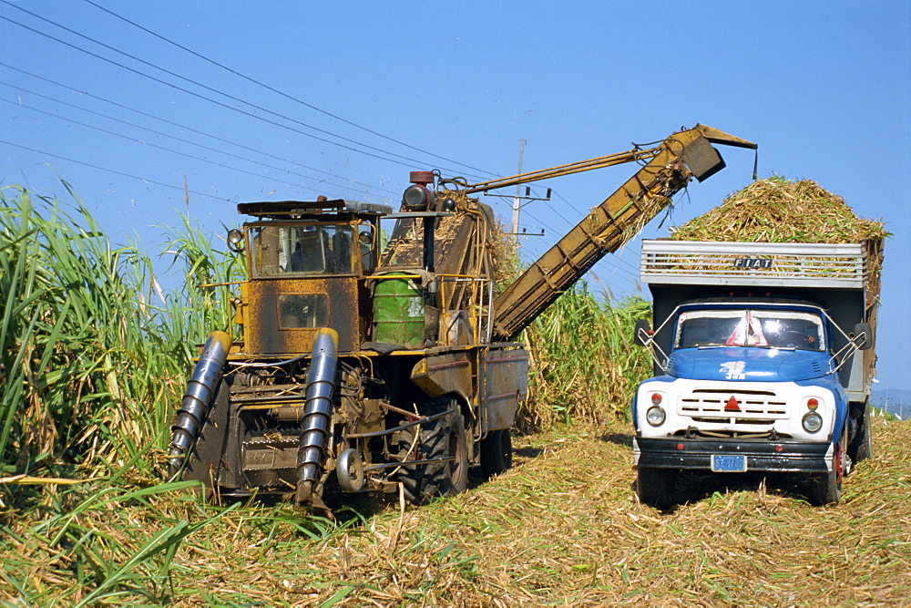 Cutting sugar by Cuban made machine, on a plantation on the south coast plain of Havana Province, Cuba, West Indies, Central America