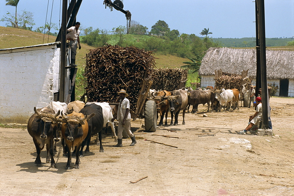 Ox carts haul stacked cane from fields for transfer to refinery, at a sugar plantation on the north coast plain of Pinar del Rio, Cuba, West Indies, Central America