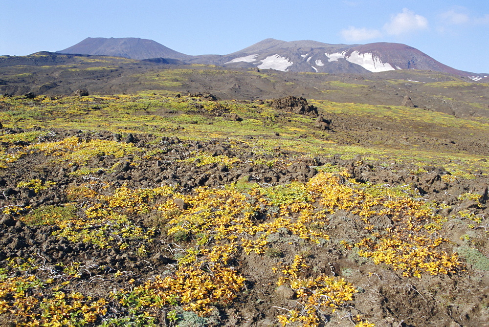 Gorely volcano, tundra plants on slopes, summit crater rims on skyline, Kamchatka, East Siberia, Russia