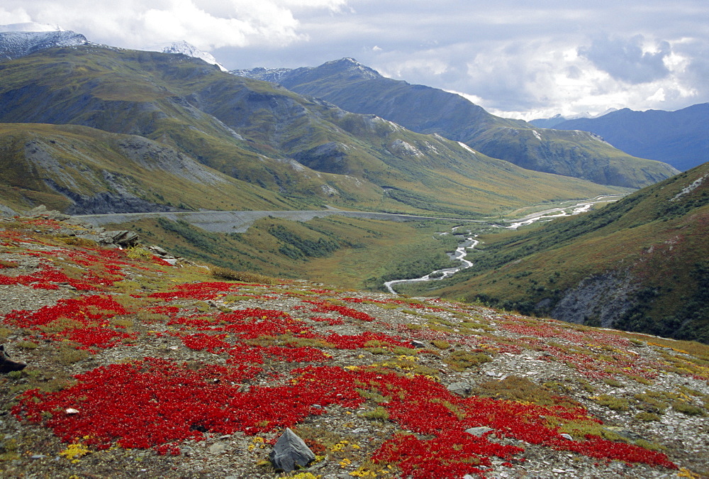 Red bearberry on trundra shelf above Dalton Highway north of Atigun Pass, Dietrich River valley, Brooks Range, Alaska, USA, North America