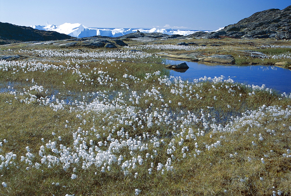 Cottongrass, with icebergs beyond, Stermermiut Valley, Ilulissat, west coast, Iceland, Polar Regions