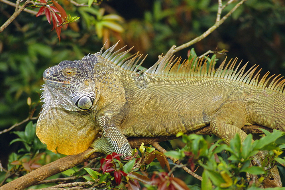 Green Iguana (Iguana iguana), basking in tree foliage, Muelle San Carlos, Costa Rica, Central America