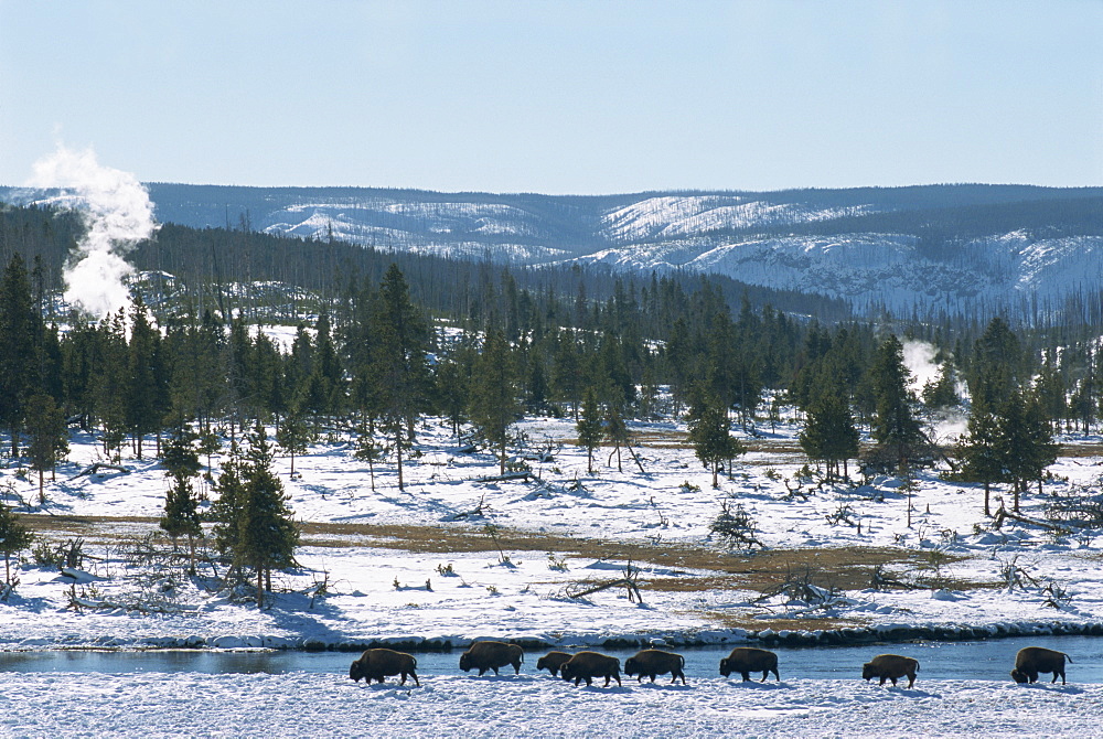 Winter in Midway basin, buffalo beside Firehole river, Yellowstone National Park, UNESCO World Heritage Site, Wyoming, United States of America, North America