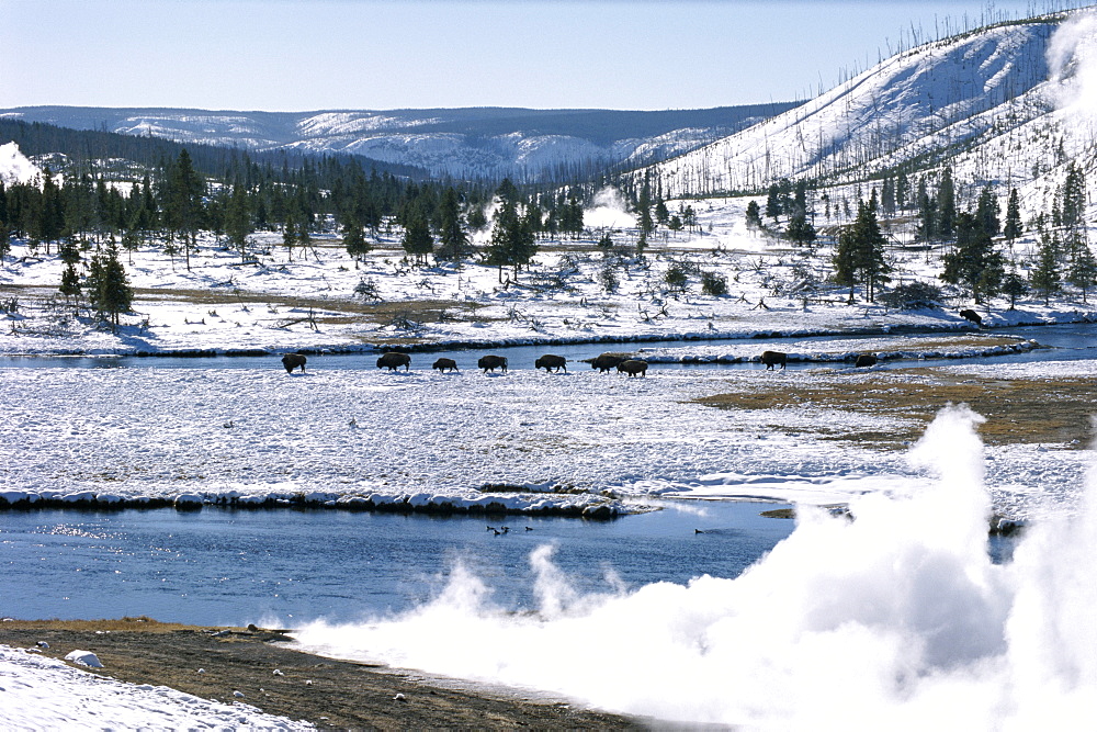 Buffalo beside Firehole River in winter in Midway geothermal basin, Yellowstone National Park, UNESCO World Heritage Site, Wyoming, United States of America (U.S.A.), North America