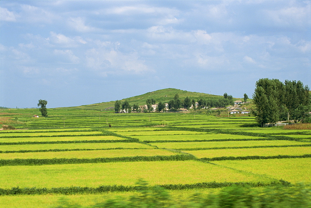 Rice fields in Imjin Valley, Kaesong, North Korea, Asia