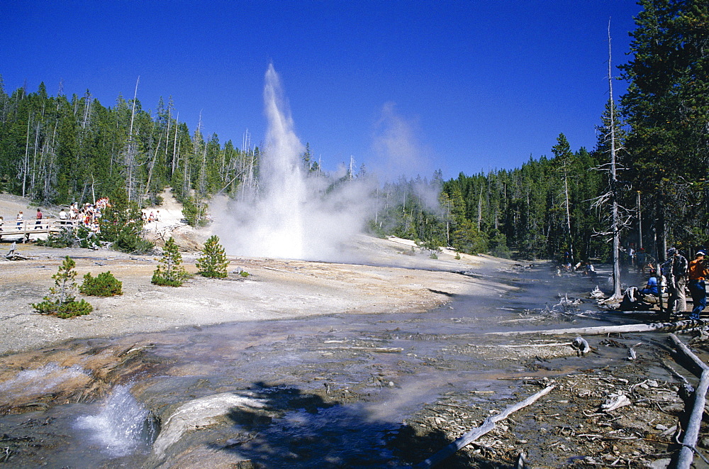 Echinus Geyser, erupts every hour in Norris Basin, Yellowstone National Park, UNESCO World Heritage Site, Wyoming, United States of America (U.S.A.), North America