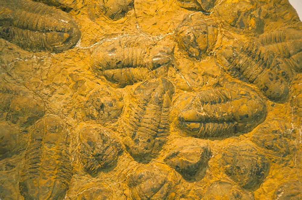 Trilobites (Platypectoides), fossils from the Ordovician, Dades Valley, Morocco, North Africa, Africa