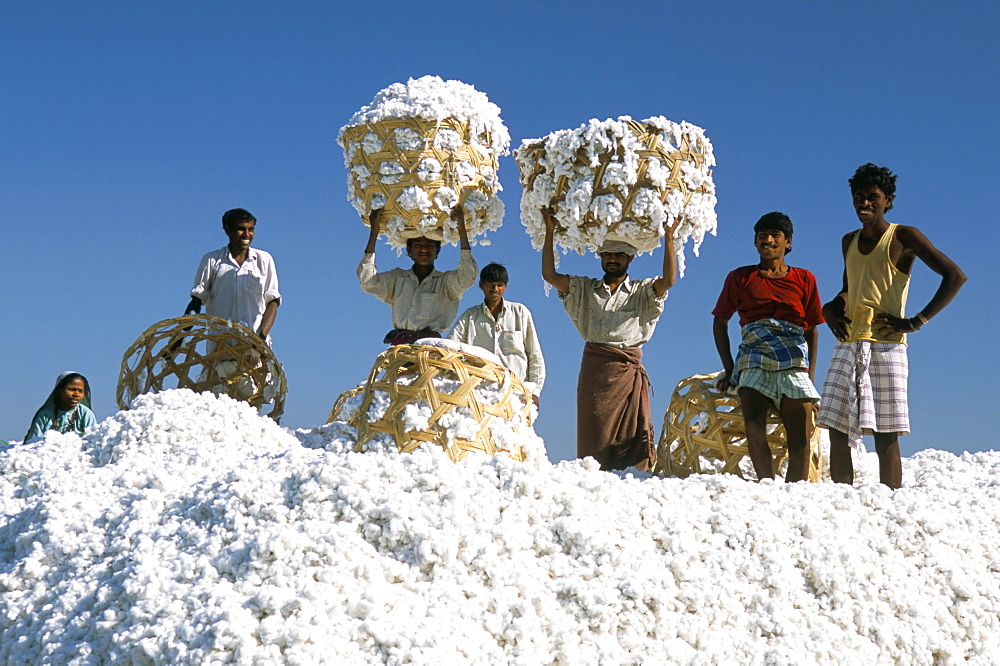 Mill workers on pile of raw cotton balls on Deccan plateau, near Aurangabad, Maharashtra, India, Asia