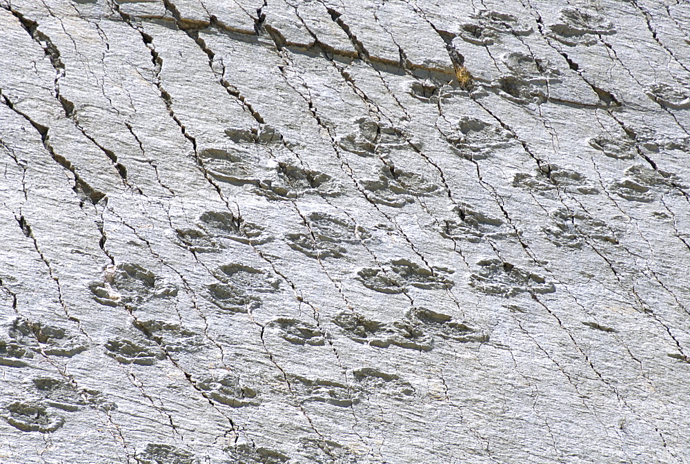 The world's longest dinosaur tracks, Cretaceous Titanosaurus, near Sucre, Bolivia, South America