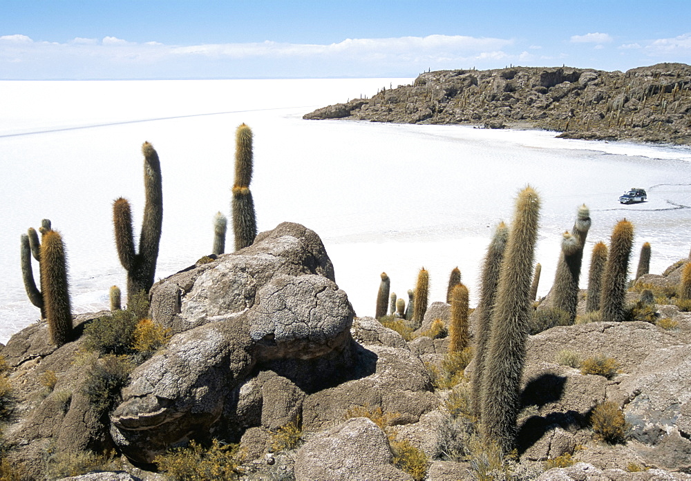 Cacti on Isla de los Pescadores, and salt flats, Salar de Uyuni, Southwest Highlands, Bolivia, South America