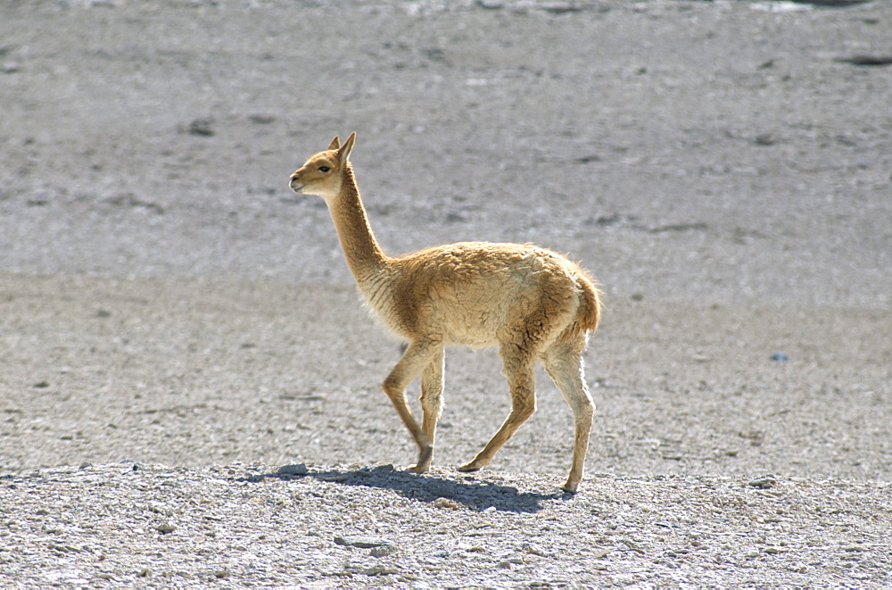 Vicuna wild on altiplano, southwest highlands, Bolviia, South America